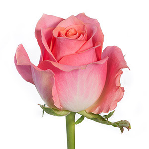Pink Roses